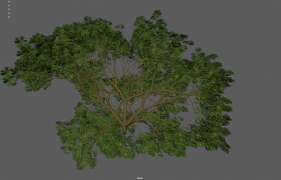 灌木丛绿树 绿化带花圃