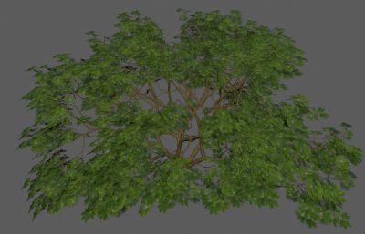 灌木丛绿树 绿化带花圃