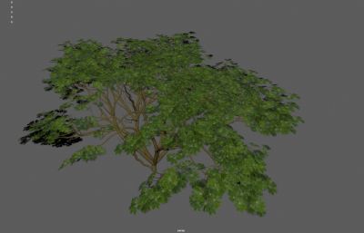 灌木丛绿树 绿化带花圃