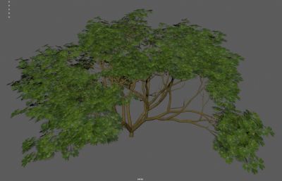 灌木丛绿树 绿化带花圃