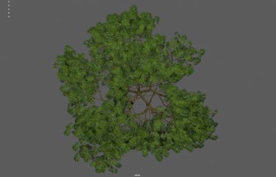 灌木丛绿树 绿化带花圃