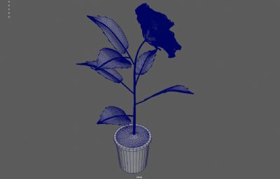 小黄花花草盆栽植物 带花苞开花动画