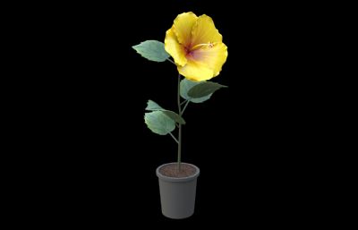 小黄花花草盆栽植物 带花苞开花动画