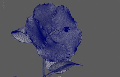 小黄花花草盆栽植物 带花苞开花动画