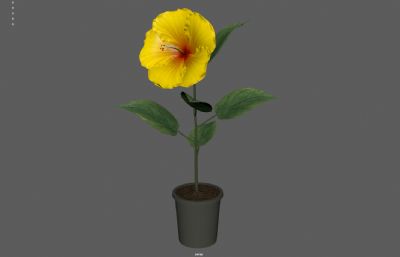 小黄花花草盆栽植物 带花苞开花动画