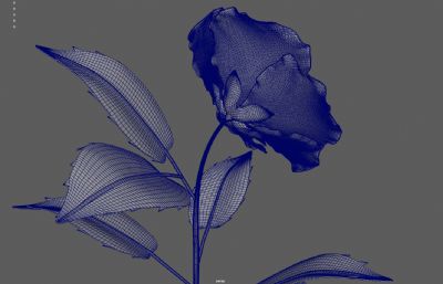 小黄花花草盆栽植物 带花苞开花动画