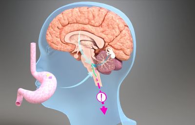 3D人类大脑结构