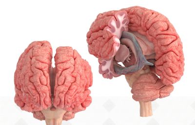 大脑结构教学模型