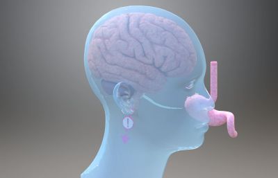 3D人类大脑结构