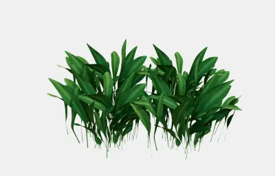 小草 草地植物花卉