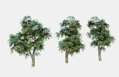 树木 大树古树 景观树