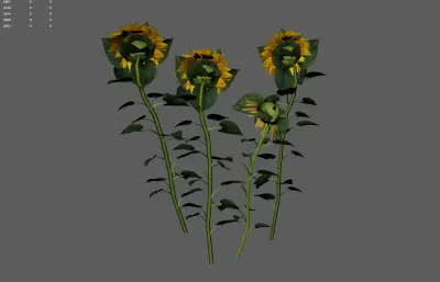 向日葵 太阳花植物