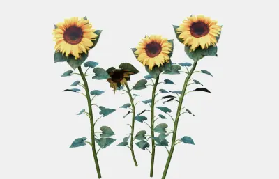 向日葵 太阳花植物