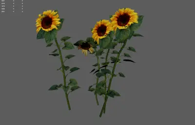 向日葵 太阳花植物