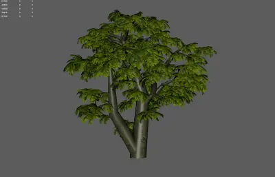 古树 大叔 园林树木