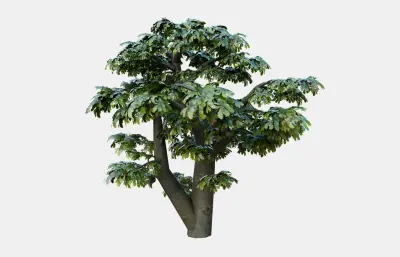 古树 大叔 园林树木