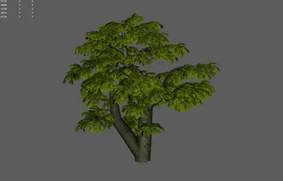 古树 大叔 园林树木