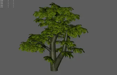 古树 大叔 园林树木