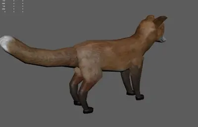 红狐狐狸  赤狐 火狐