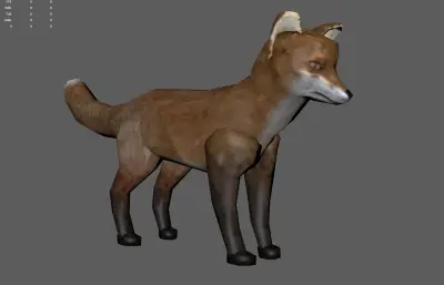 红狐狐狸  赤狐 火狐