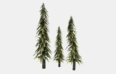 松树 森林树木 针叶树