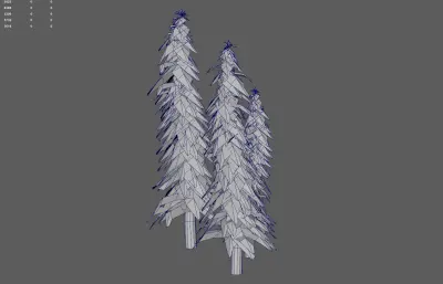 松树 森林树木 针叶树