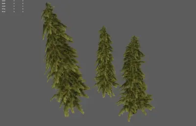 松树 森林树木 针叶树