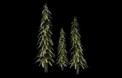 松树 森林树木 针叶树