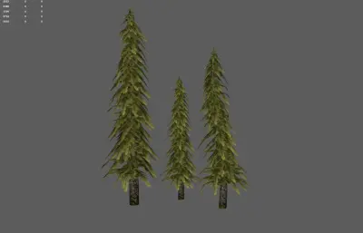 松树 森林树木 针叶树