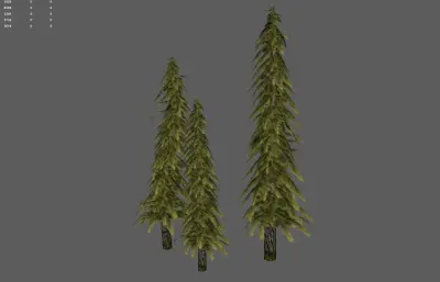 松树 森林树木 针叶树