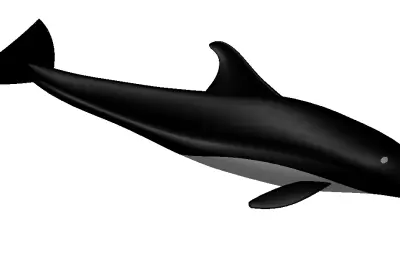 小海豚小鲸鱼