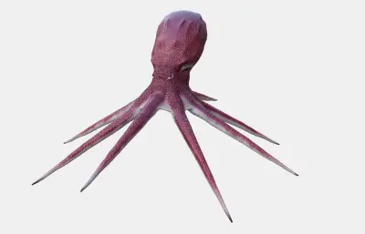 章鱼 八爪鱼 深海鱿鱼