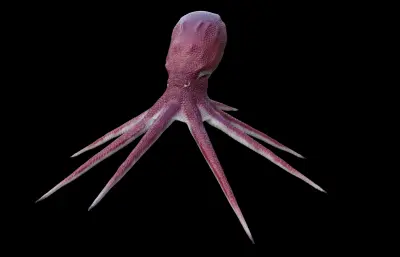 章鱼 八爪鱼 深海鱿鱼