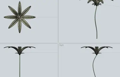 一枝发财树 花朵