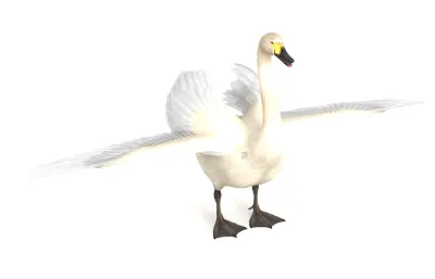 天鹅 动物 水禽