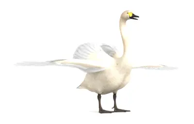 天鹅 动物 水禽