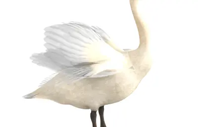 天鹅 动物 水禽