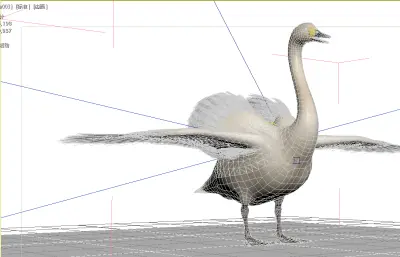 天鹅 动物 水禽