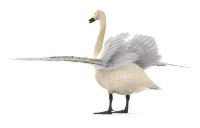 天鹅 动物 水禽