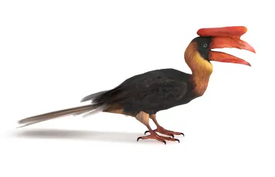 棕犀鸟,Rufous Hornbill,犀鸟
