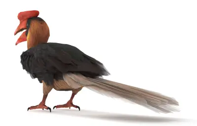 棕犀鸟,Rufous Hornbill,犀鸟