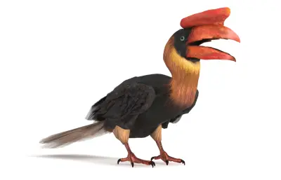 棕犀鸟,Rufous Hornbill,犀鸟