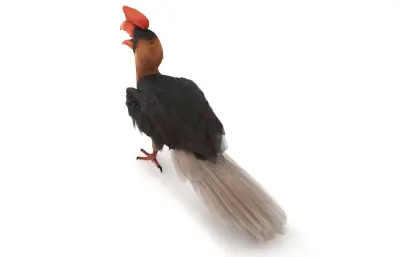 棕犀鸟,Rufous Hornbill,犀鸟