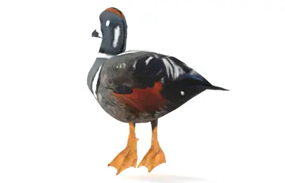 丑鸭 花脸海番鸭 海鸭