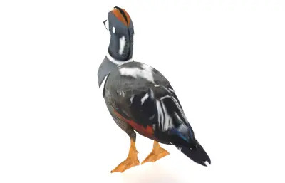 丑鸭 花脸海番鸭 海鸭