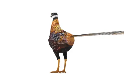 白冠长尾雉3dmax模型