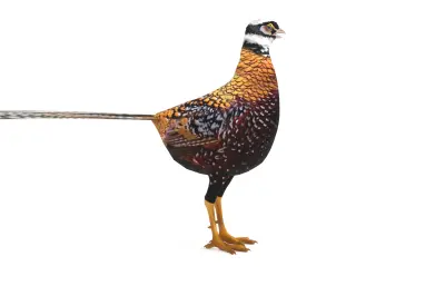 白冠长尾雉3dmax模型