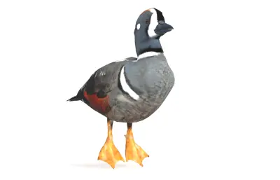 丑鸭 花脸海番鸭 海鸭