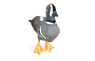 丑鸭 花脸海番鸭 海鸭