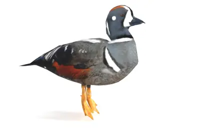 丑鸭 花脸海番鸭 海鸭